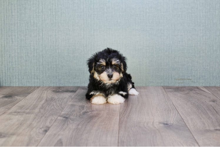 Morkie Pup Being Cute