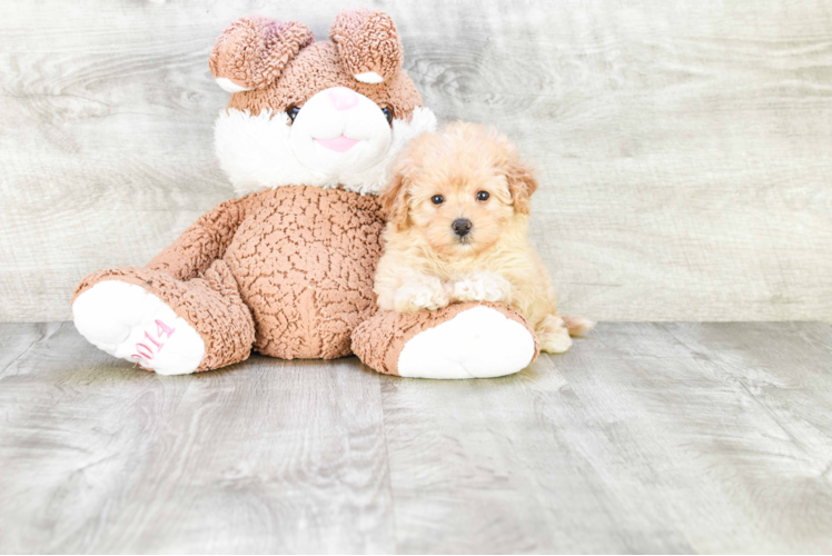 Best Maltipoo Baby