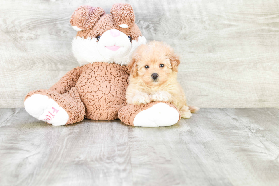 Best Maltipoo Baby