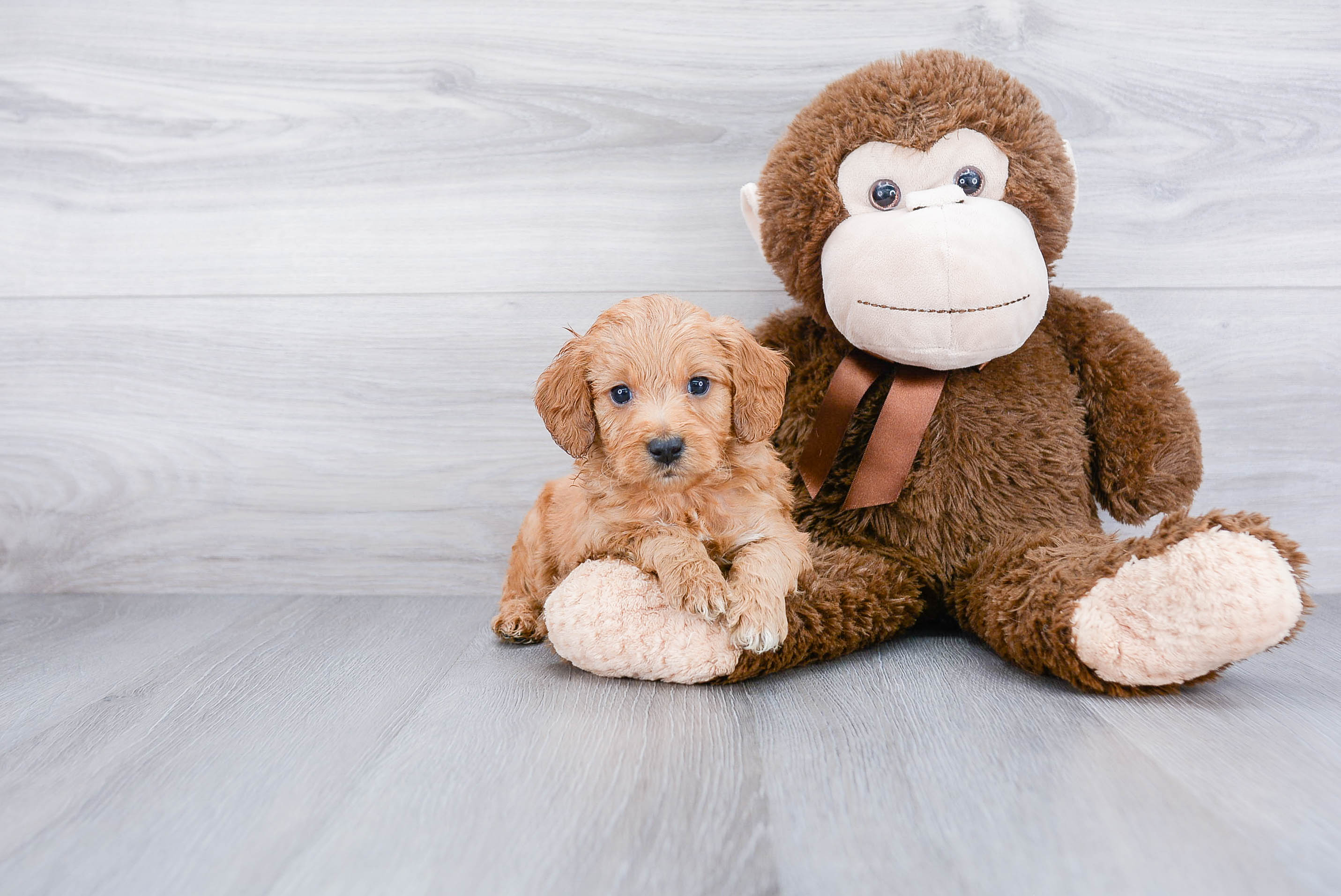 Mini Goldendoodle Puppy for Adoption