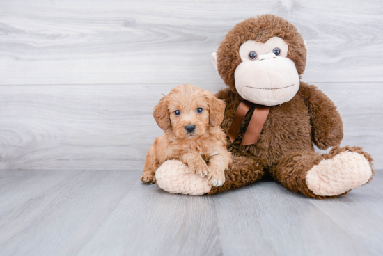 Mini Goldendoodle Puppy for Adoption