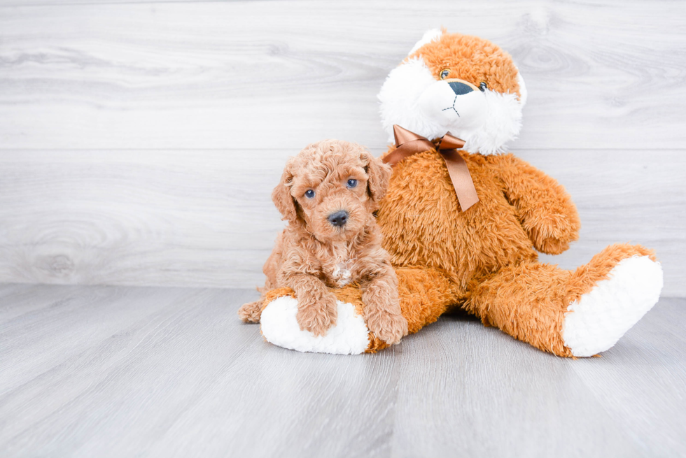 Cockapoo Pup Being Cute