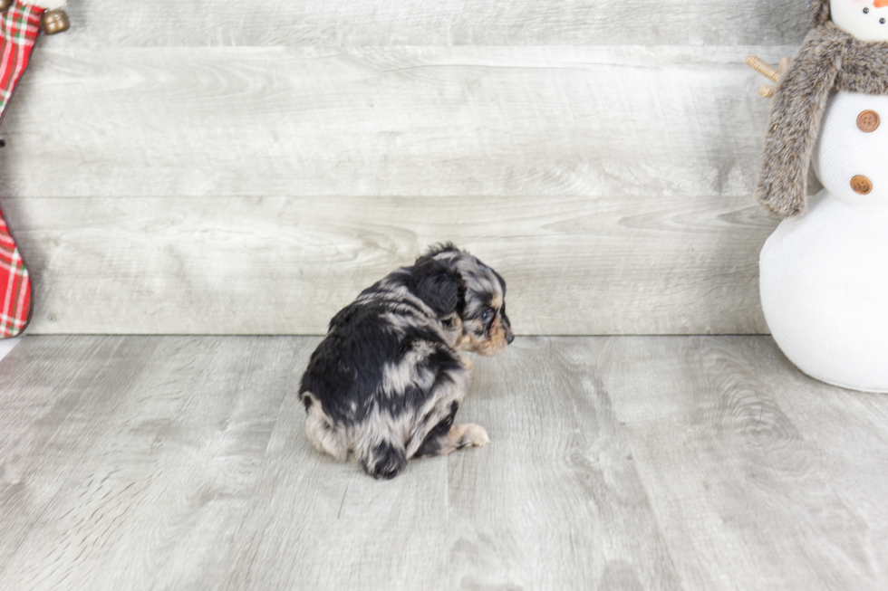 Mini Aussiedoodle Pup Being Cute