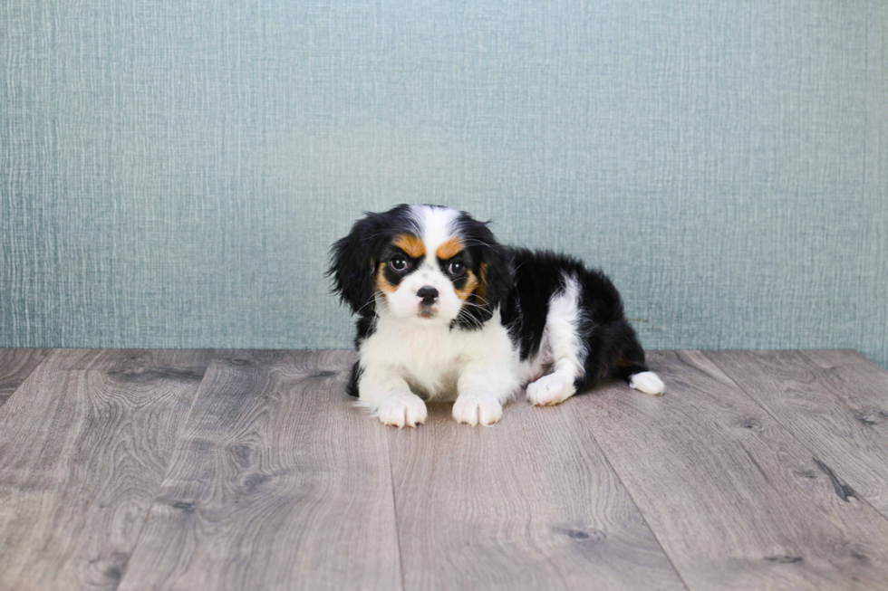 Energetic Cavalier King Charles Spaniel Purebred Puppy