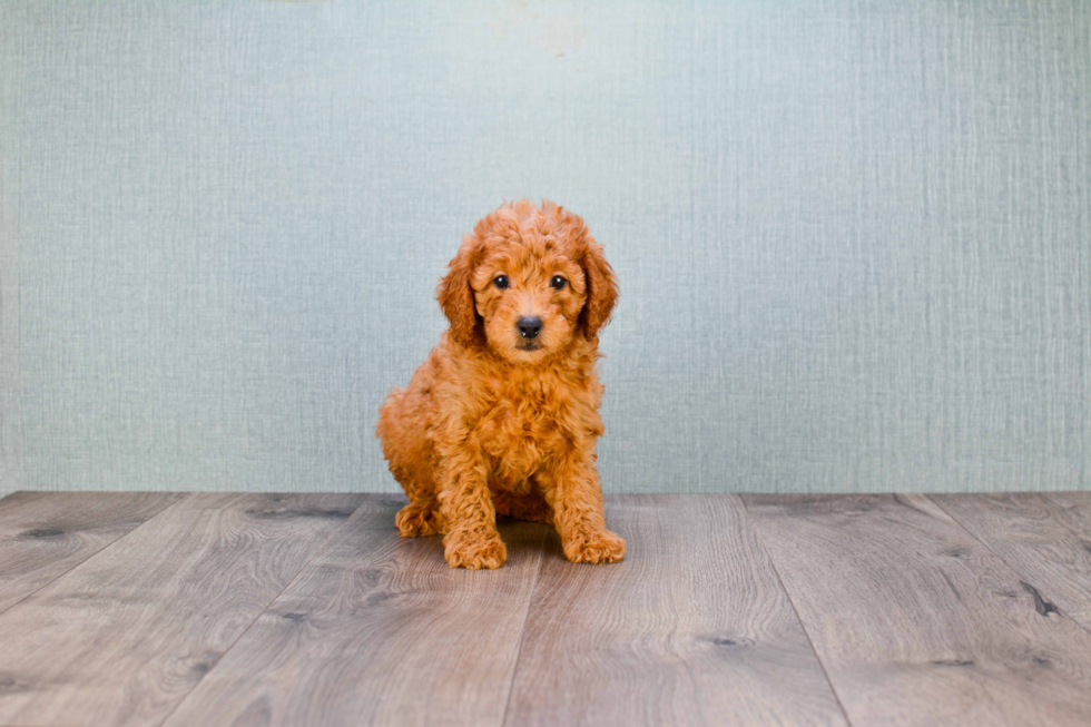 Mini Goldendoodle Puppy for Adoption