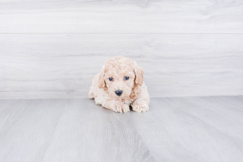 Sweet Maltipoo Baby