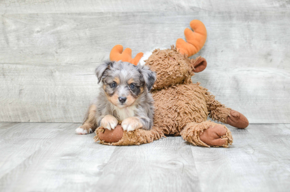 Mini Aussiedoodle Puppy for Adoption