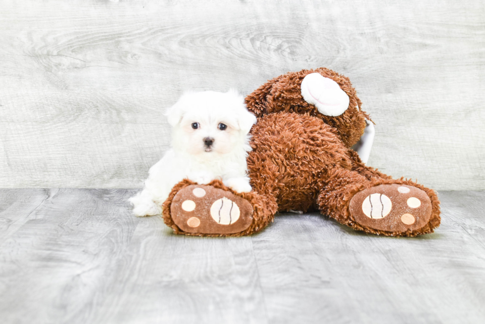 Popular Maltese Baby