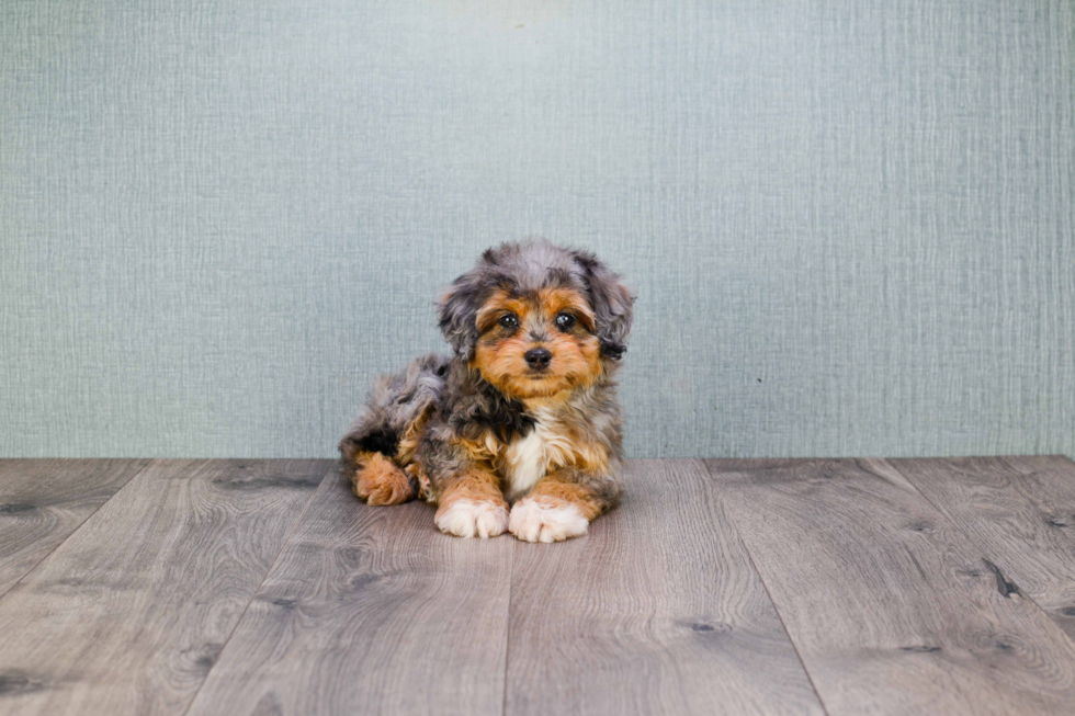 Mini Aussiedoodle Pup Being Cute