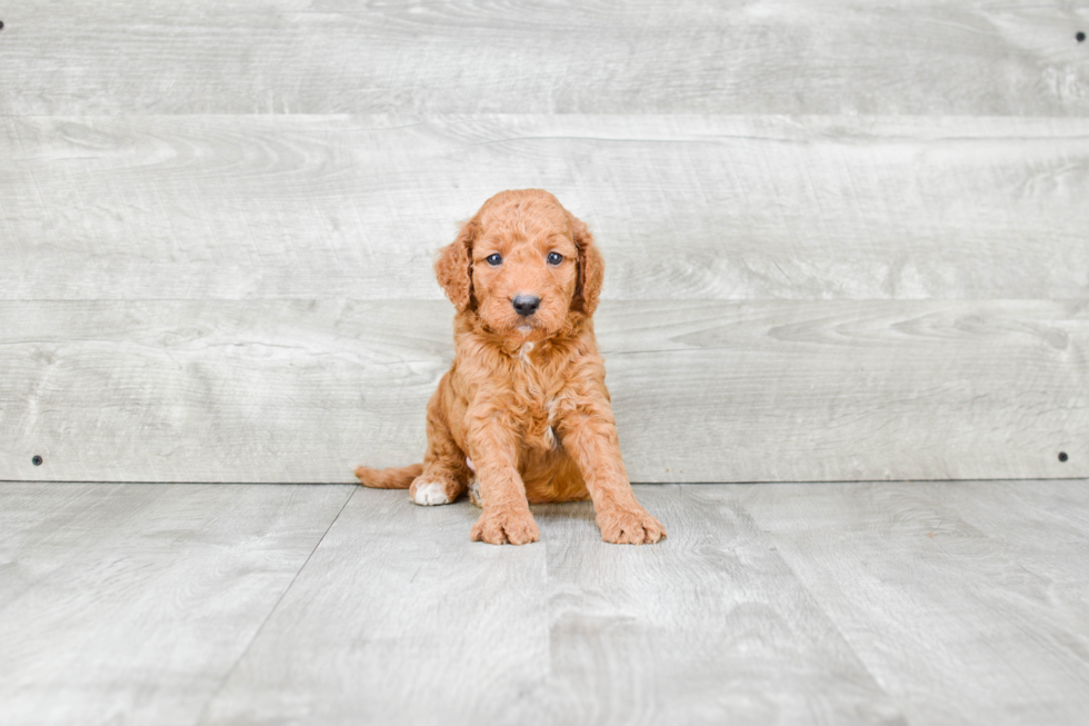 Adorable Golden Retriever Poodle Mix Puppy