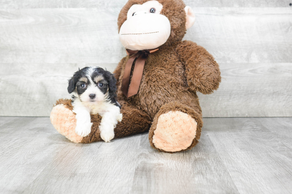 Cavachon Pup Being Cute