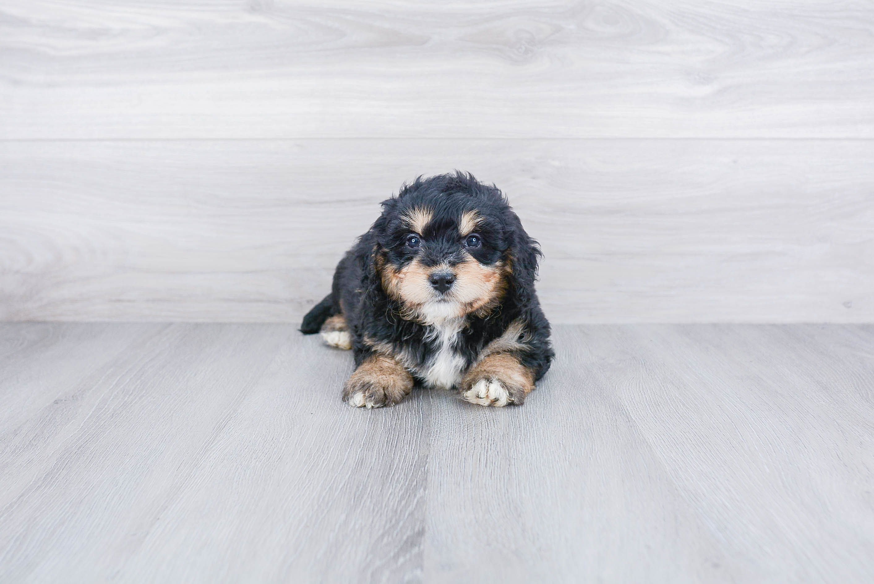 Hypoallergenic Bernadoodle Poodle Mix Puppy