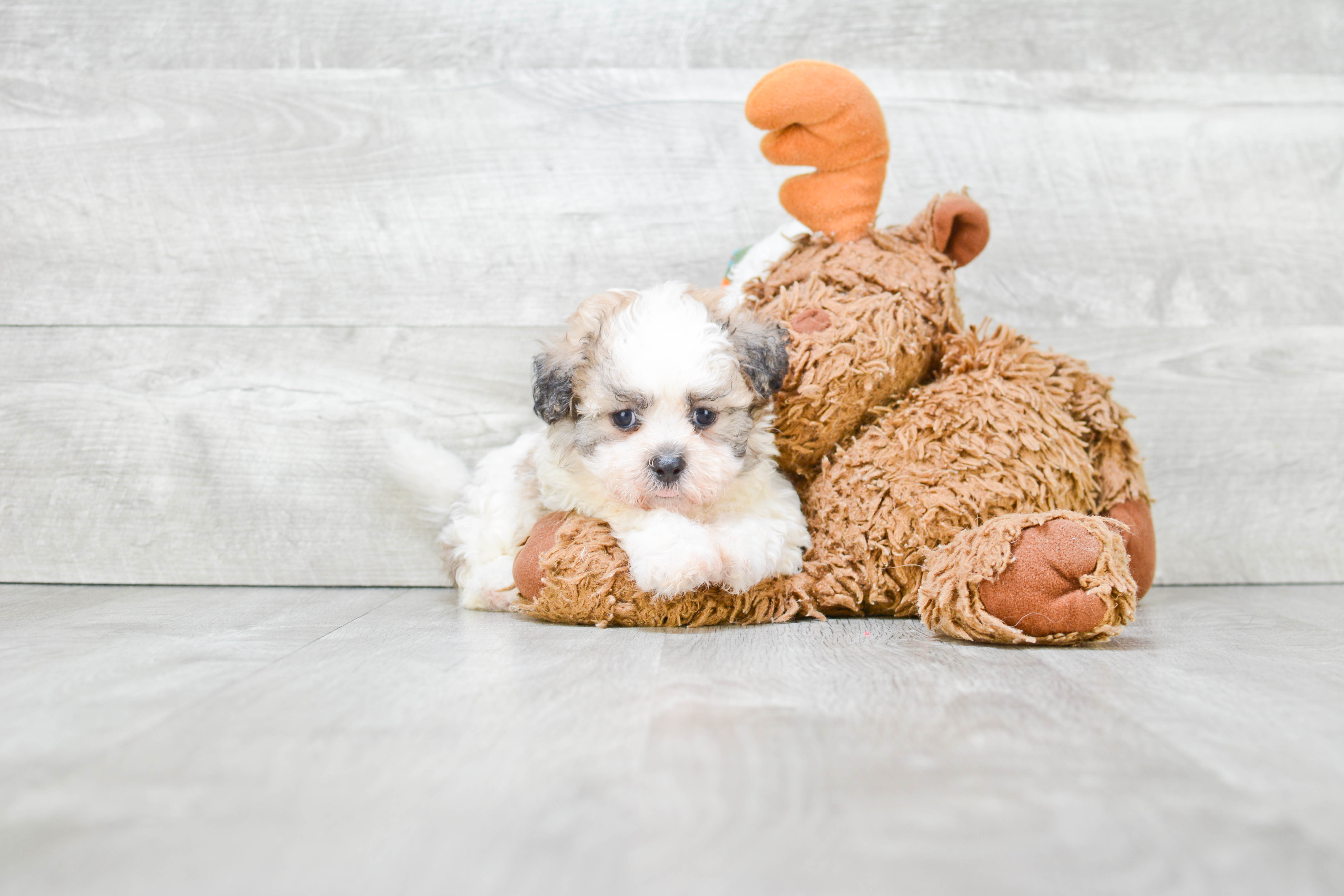Teddy Bear Puppy for Adoption