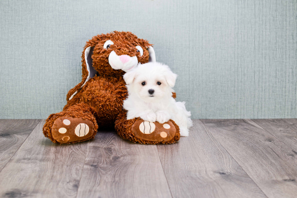 Maltese Pup Being Cute