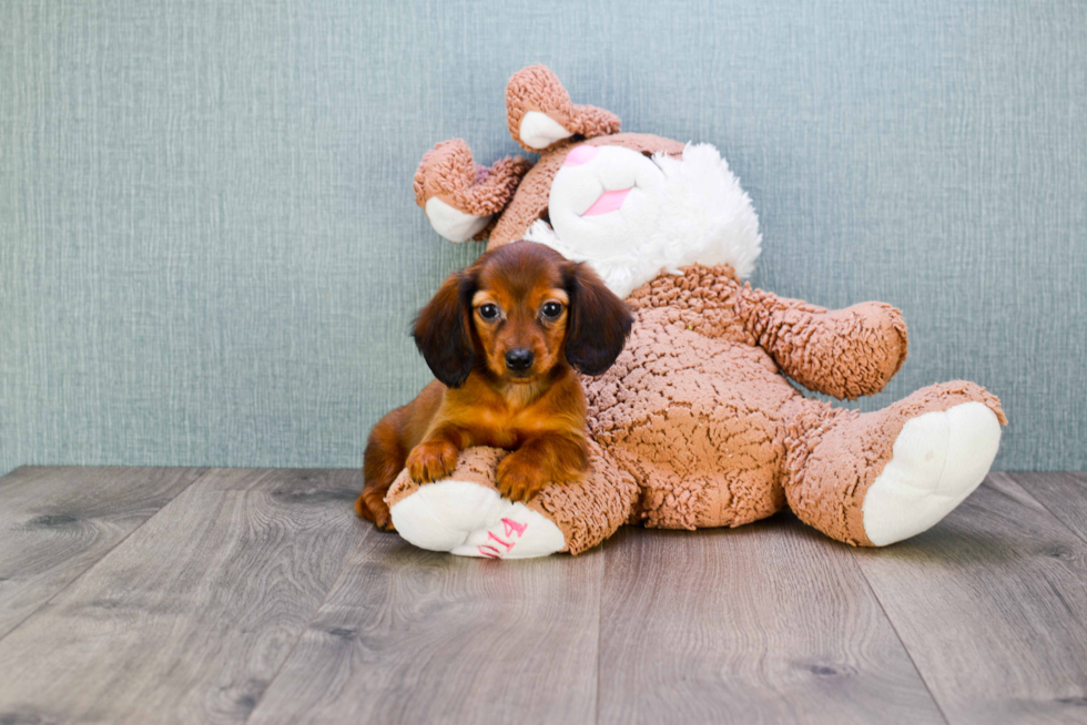 Cute Dachshund Purebred Pup