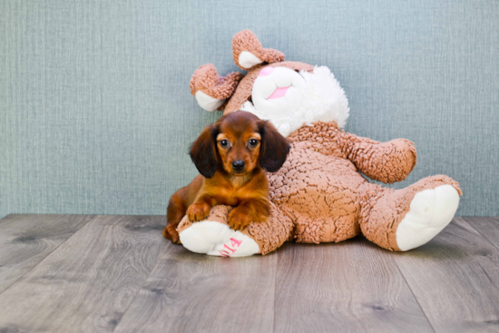 Cute Dachshund Purebred Pup