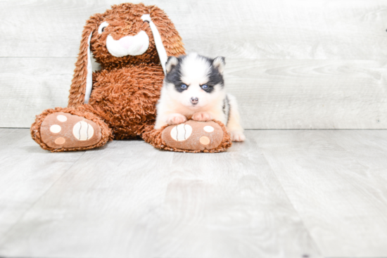 Little Mini Husky Designer Puppy