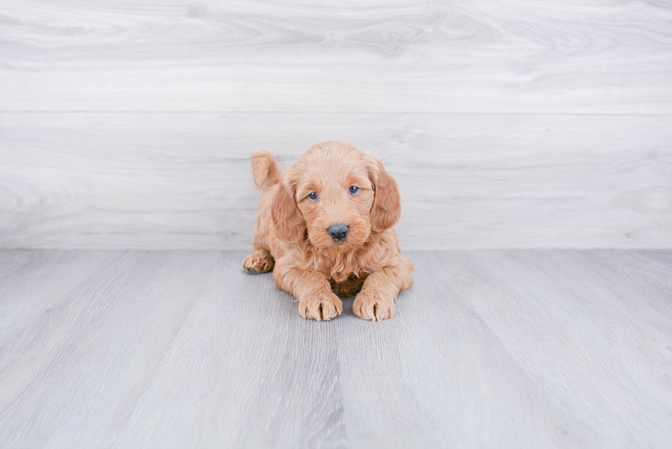 Best Mini Goldendoodle Baby