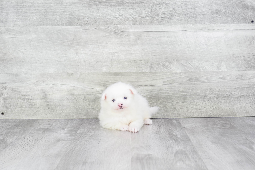 Pomeranian Puppy for Adoption