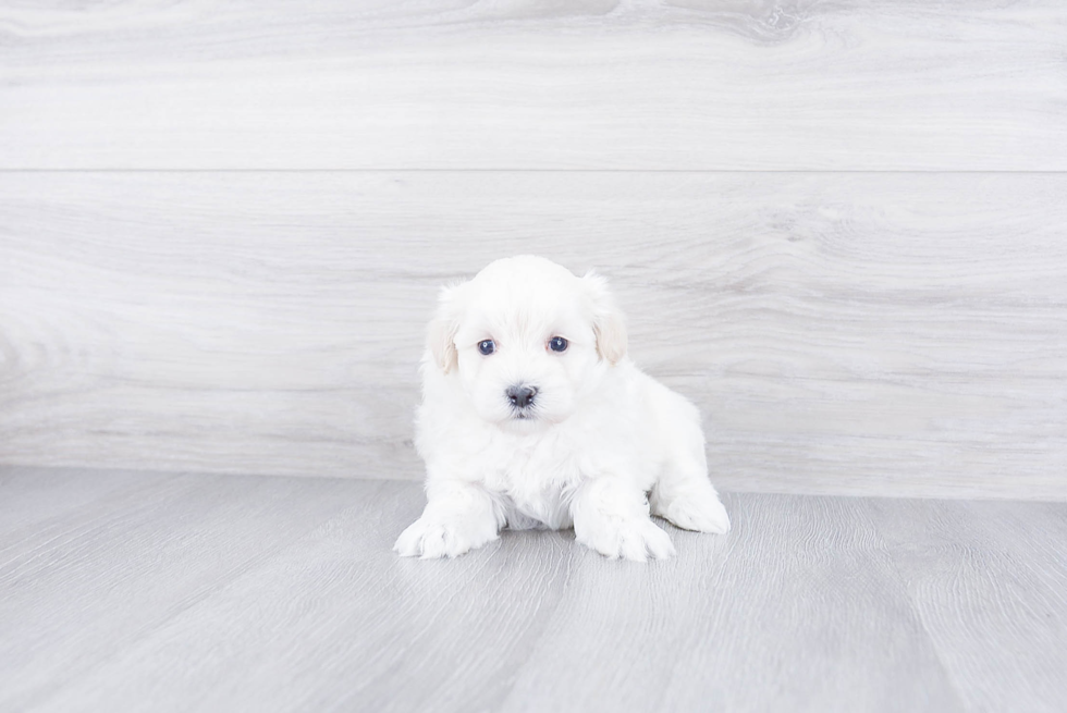 Energetic Maltepoo Poodle Mix Puppy