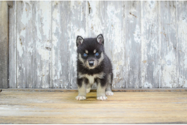 Little Mini Husky Designer Puppy