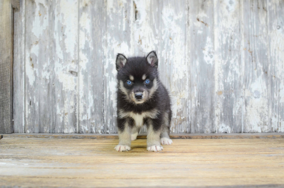 Little Mini Husky Designer Puppy