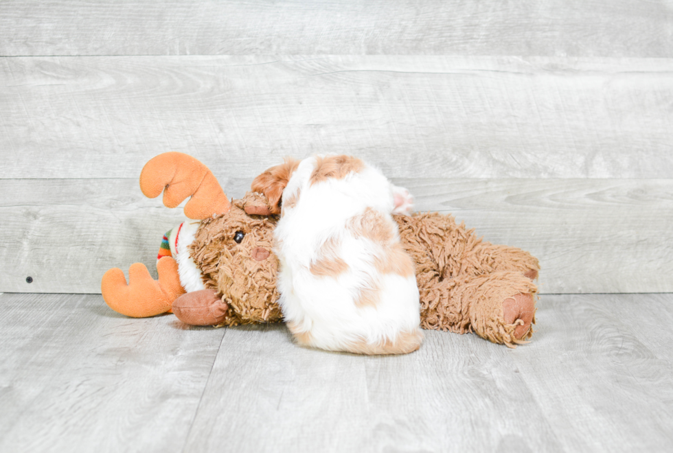 Fluffy Cavalier King Charles Spaniel Purebred Puppy