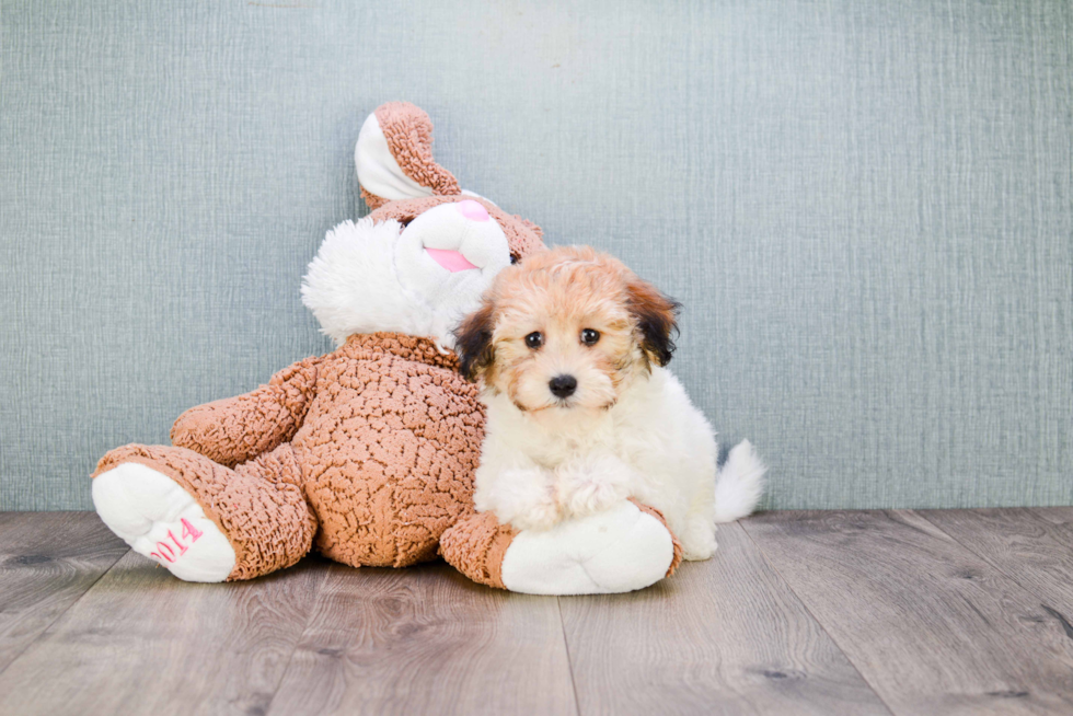 Friendly Havanese Purebred Pup