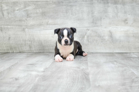 Playful Boston Terrier Baby