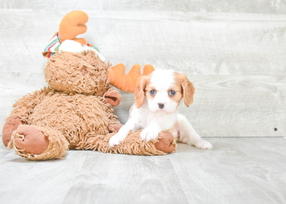 Best Cavalier King Charles Spaniel Baby