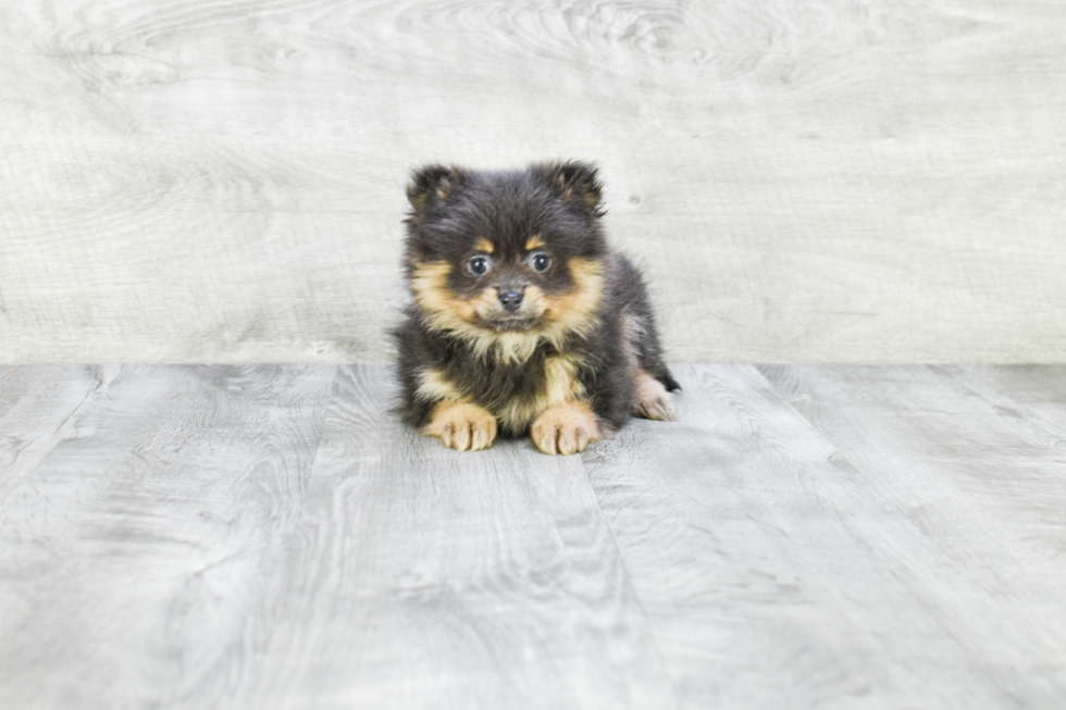 Popular Pomeranian Purebred Pup