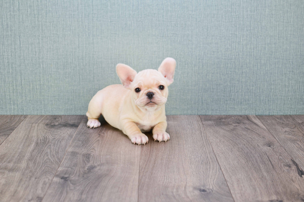 Best French Bulldog Baby