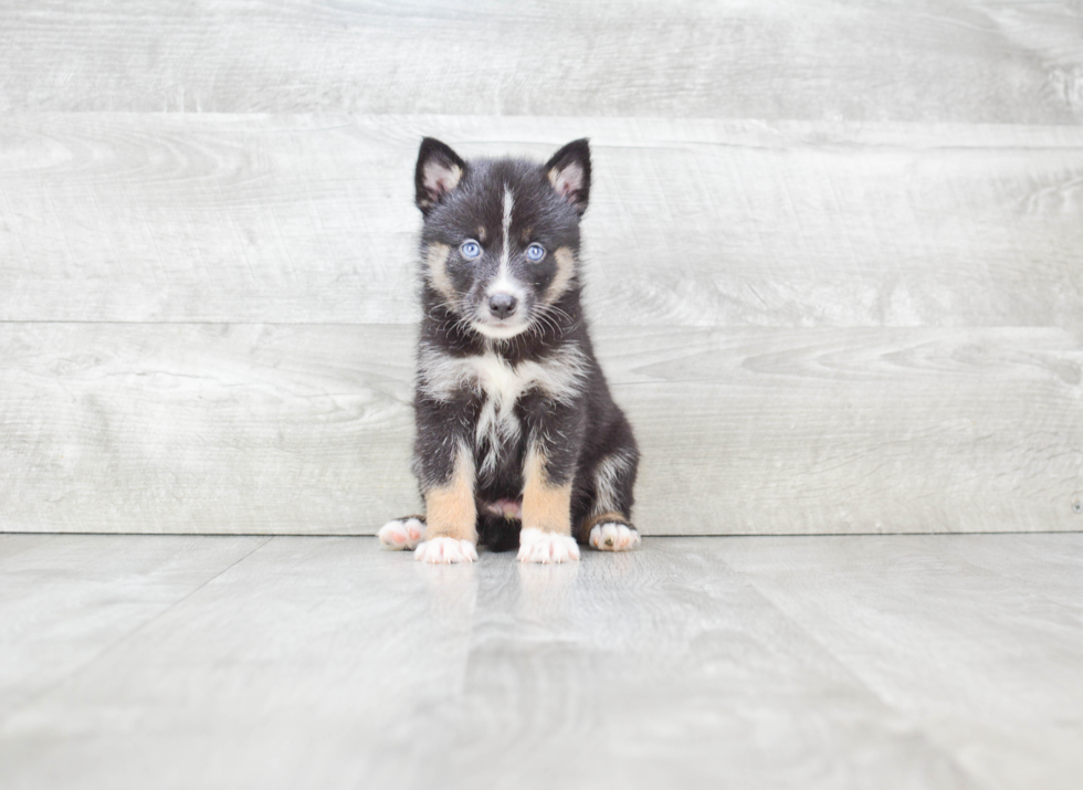 Pomsky Pup Being Cute