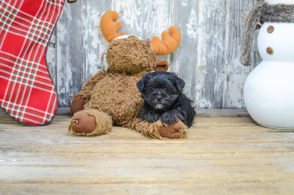 Popular Morkie Designer Pup