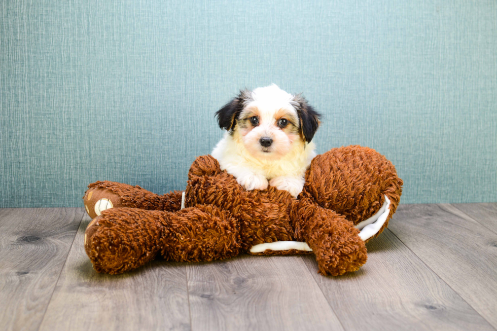 Morkie Puppy for Adoption