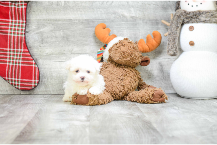 Best Havanese Baby