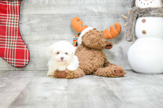 Best Havanese Baby