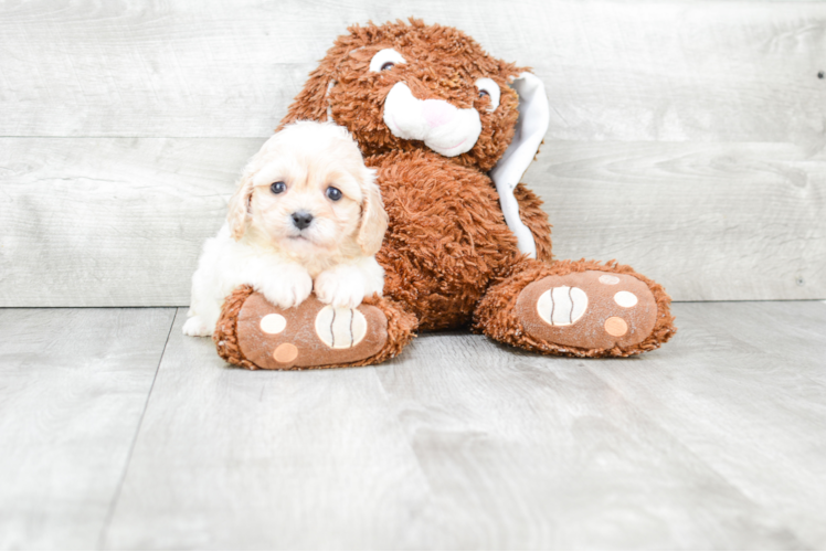 Cavachon Pup Being Cute