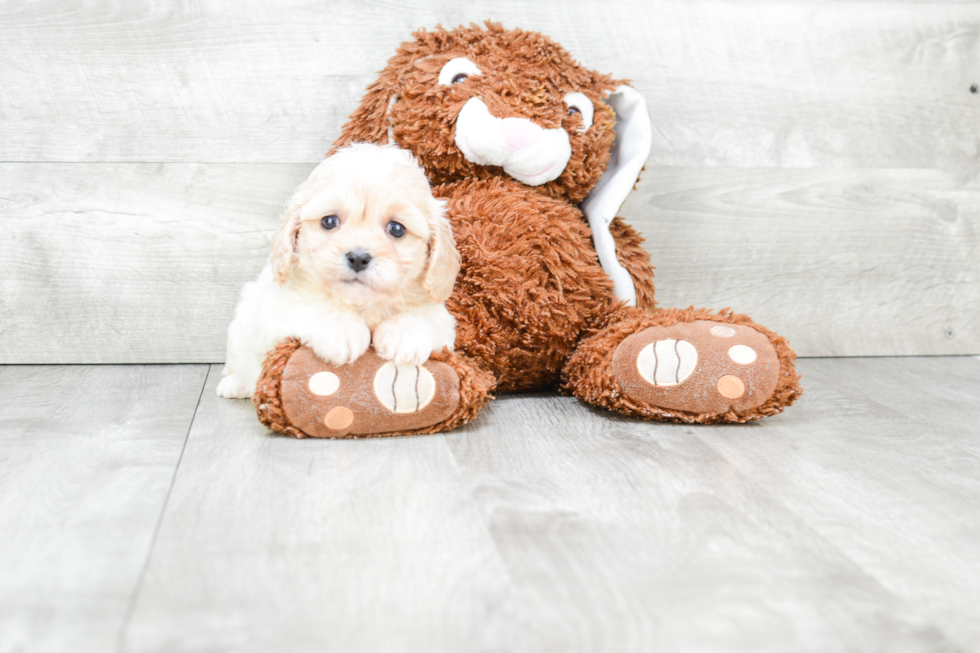 Cavachon Pup Being Cute