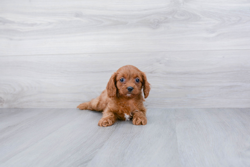 Funny Cavapoo Poodle Mix Pup