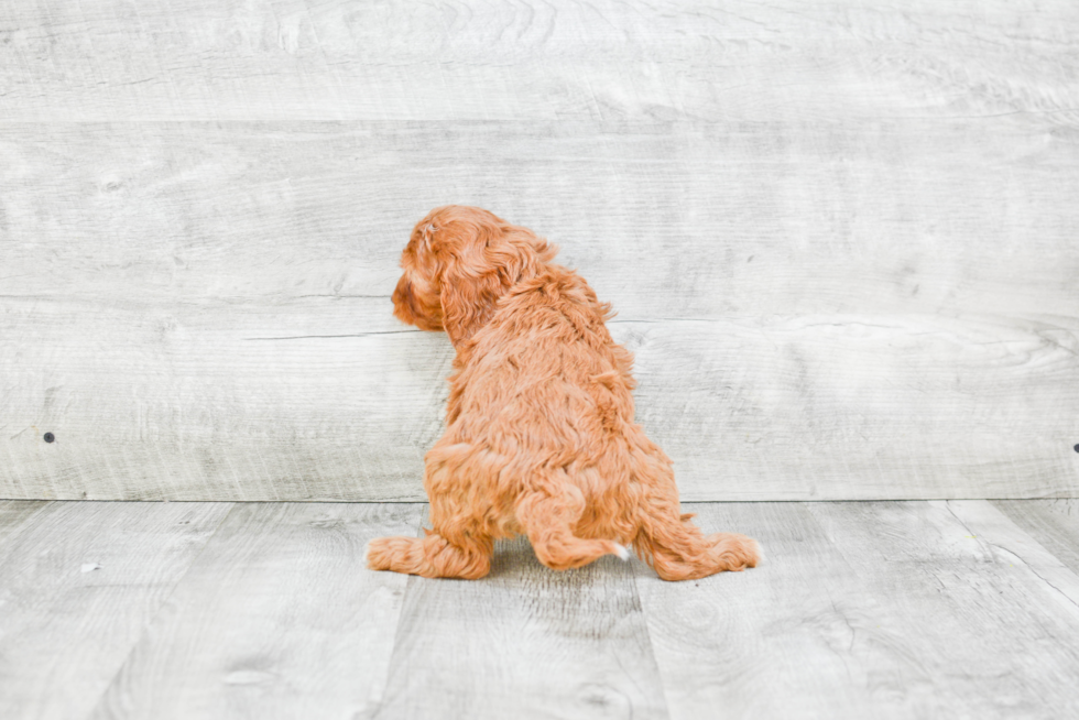 Cavapoo Pup Being Cute