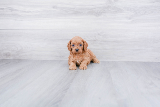 Friendly Cavapoo Baby