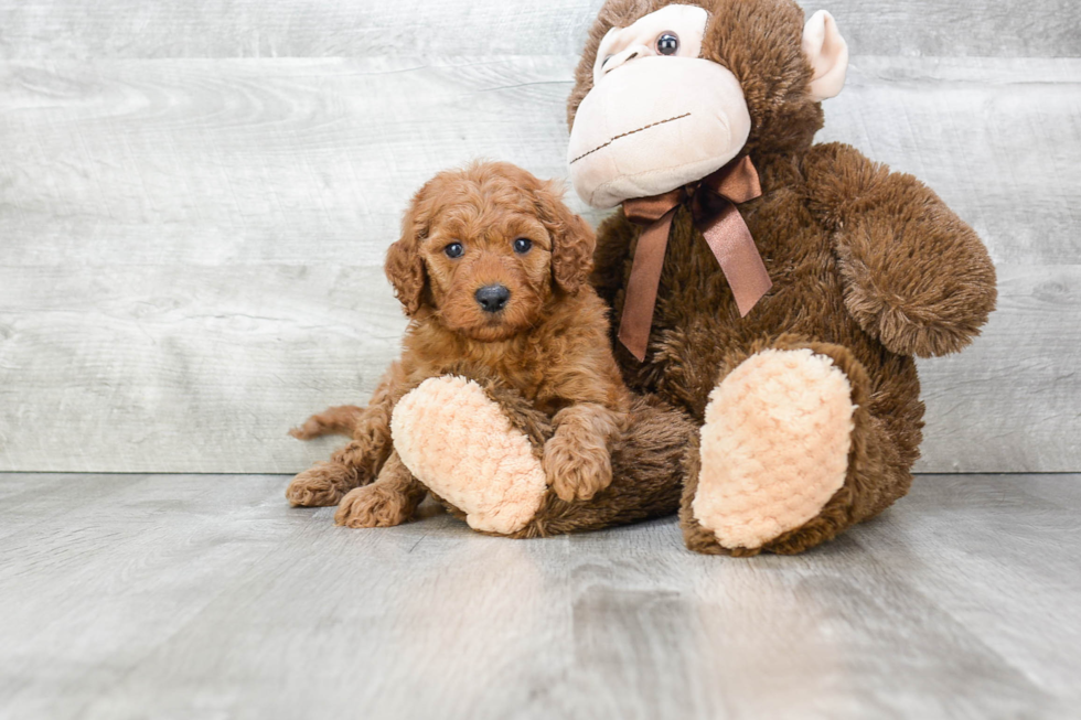 Mini Goldendoodle Puppy for Adoption