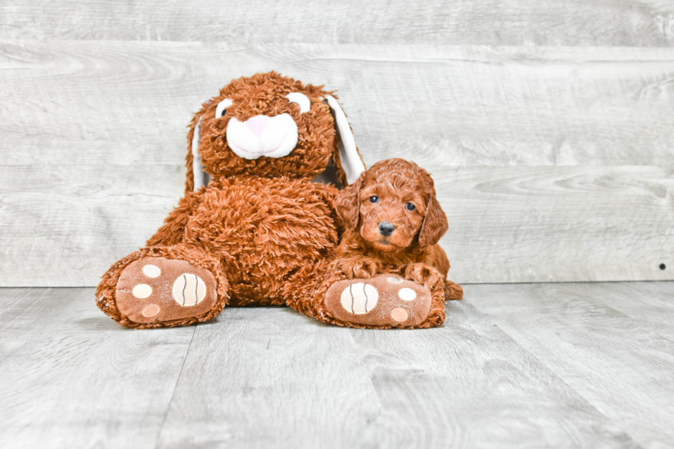 Mini Goldendoodle Puppy for Adoption