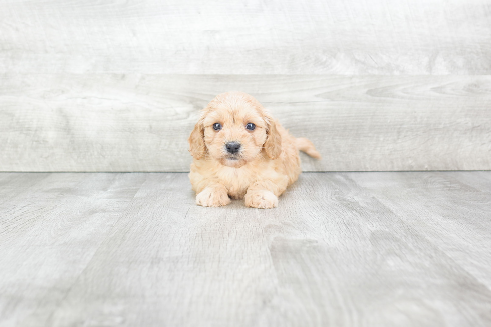 Cavachon Puppy for Adoption