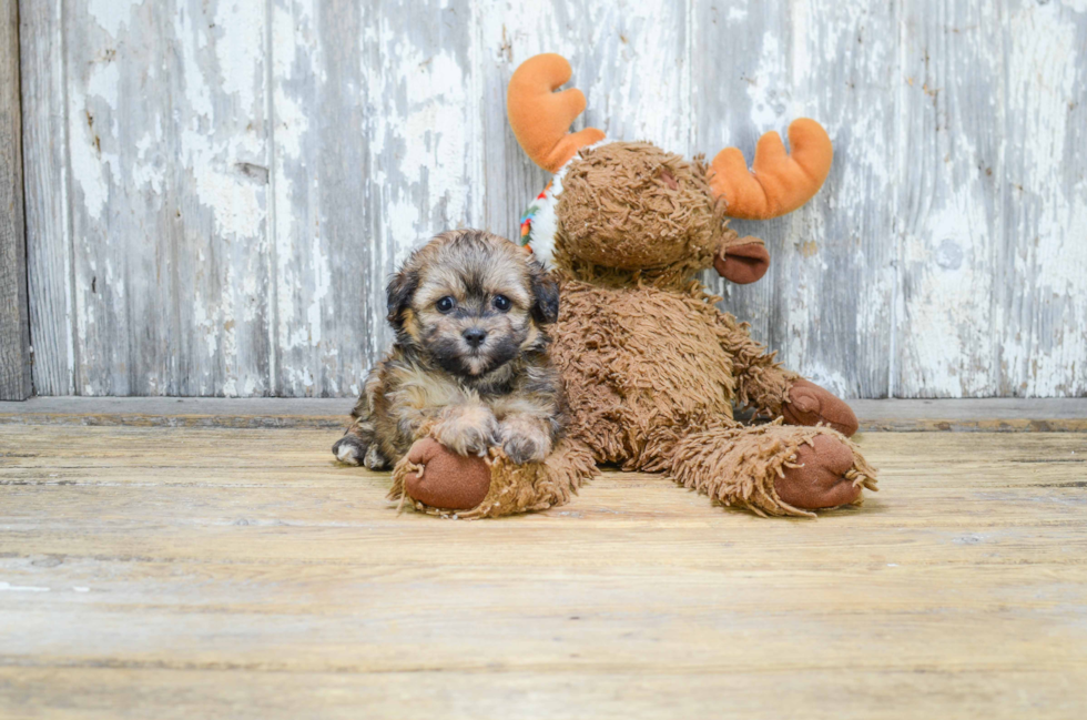 Petite Teddy Bear Designer Pup