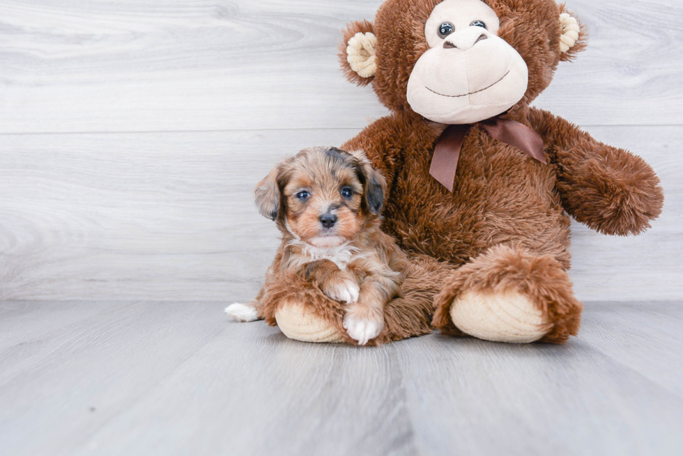 Mini Aussiedoodle Puppy for Adoption