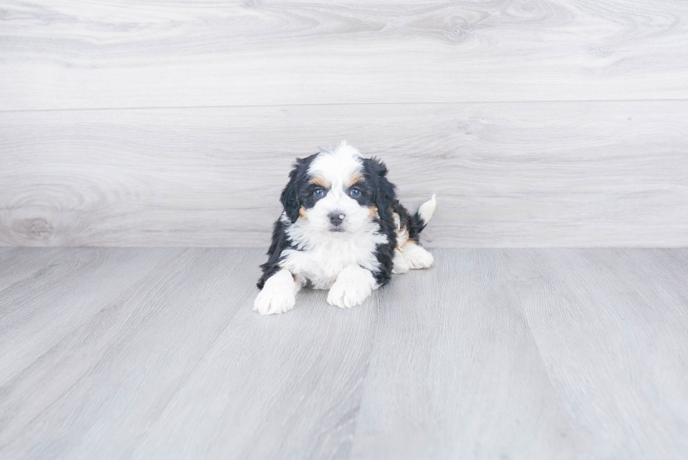 Adorable Bernadoodle Poodle Mix Puppy