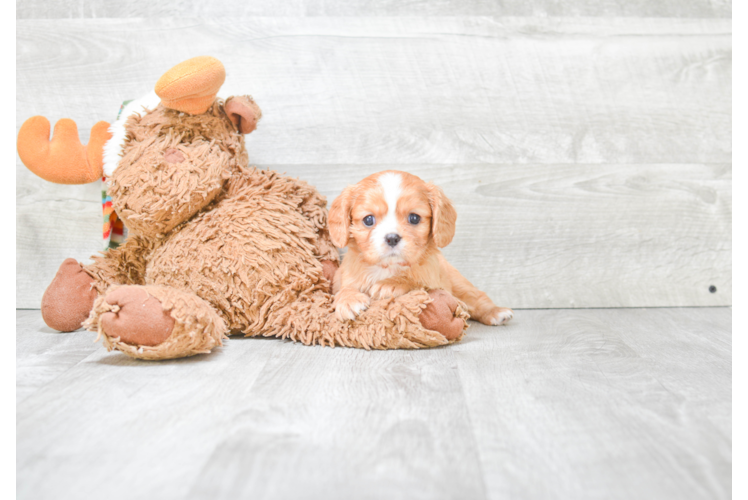 Best Cavapoo Baby