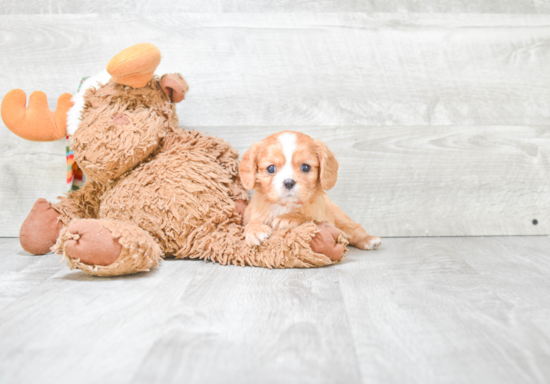 Best Cavapoo Baby